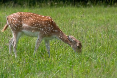 Bir çayırda otlayan dişi geyiğin (dama dama dama dama) yakınına.