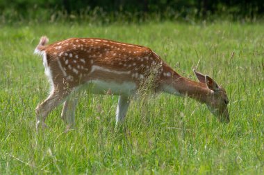 Bir çayırda otlayan dişi geyiğin (dama dama dama dama) yakınına.