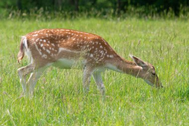 Bir çayırda otlayan dişi geyiğin (dama dama dama dama) yakınına.