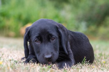11 haftalık siyah Labrador portresi çimlerin üzerinde dinleniyor.