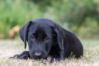 11 haftalık siyah Labrador portresi çimlerin üzerinde dinleniyor.