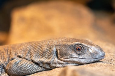 Savana monitörünün (varanus exanthematicus) esaret altındaki portresini kapat