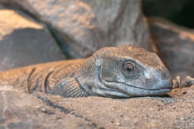 Savana monitörünün (varanus exanthematicus) esaret altındaki portresini kapat