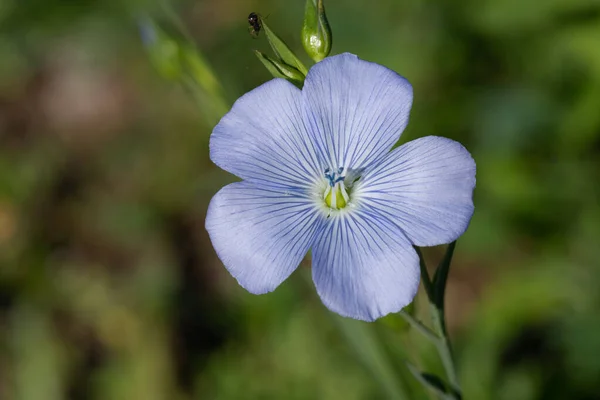 Primer Plano Flor Linaza Linium Usitatissimum Flor — Foto de Stock