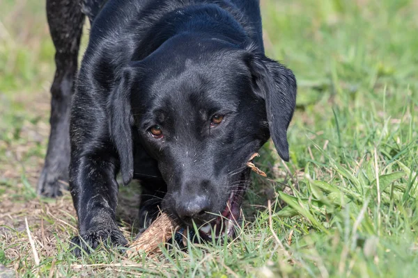 Porträtt Svart Labrador Valp Leka Med Pinne — Stockfoto