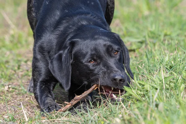 Retrato Cachorro Preto Labrador Brincando Com Pau — Fotografia de Stock