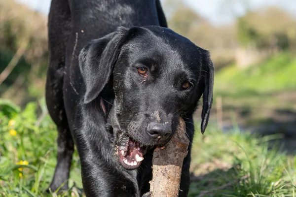 Portret Van Een Zwarte Labrador Puppy Spelend Met Een Stok — Stockfoto