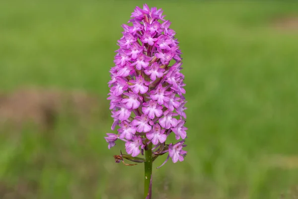 Detailní Záběr Rozkvetlé Pyramidové Orchideje Anacamptis Pyramidalis — Stock fotografie