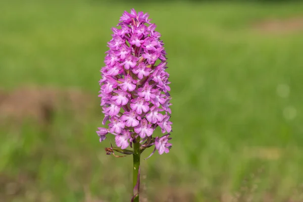 Detailní Záběr Rozkvetlé Pyramidové Orchideje Anacamptis Pyramidalis — Stock fotografie