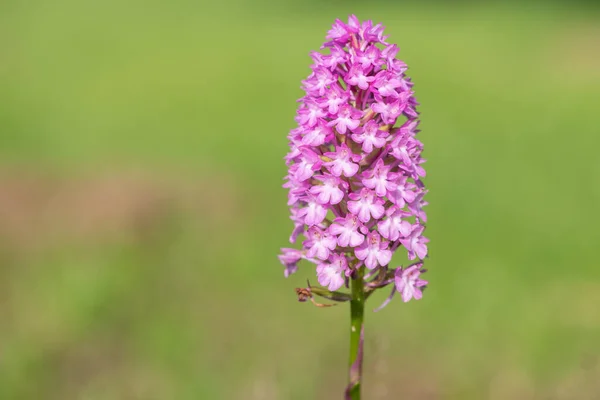 Detailní Záběr Rozkvetlé Pyramidové Orchideje Anacamptis Pyramidalis — Stock fotografie