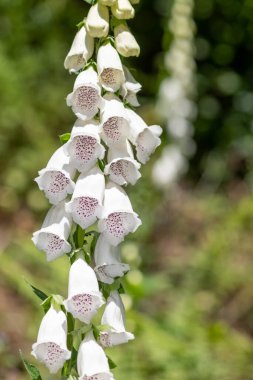 Çiçek açmış beyaz yüksükotu çiçeğine yaklaş