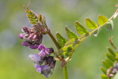Su damlacıklarıyla kaplı bir çalılığın (vicia sepium) yakınında.