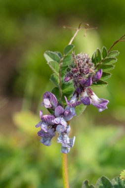 Bir çalılığın kapağını kapatın (vicia sepium)