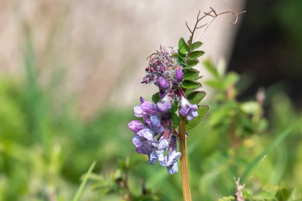 Sluiten Van Een Bush Wikke Vicia Sepium Bloem — Stockfoto