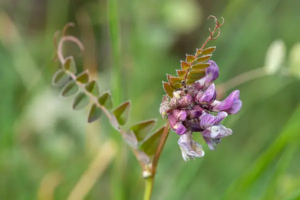 Close Arbusto Ervilhaca Vicia Sepium Flor — Fotografia de Stock