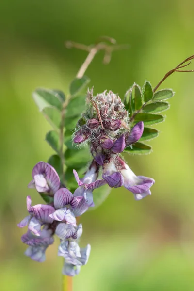 Close Bush Vetch Vicia Sepium Flower — Stock Photo, Image