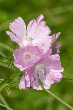 Misk malosunu kapat (malva moschata)