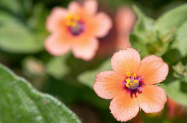 Kırmızı farekulağı (anagallis arvensis) çiçeğinin makro görüntüsü