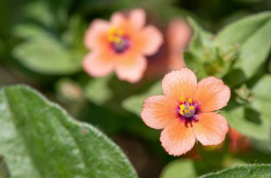 Kırmızı farekulağı (anagallis arvensis) çiçeğinin makro görüntüsü