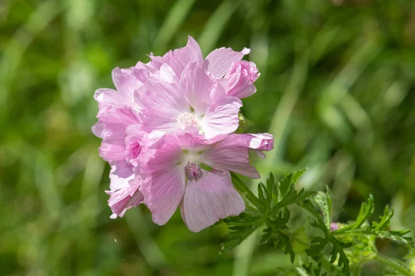 Misk malosunu kapat (malva moschata)