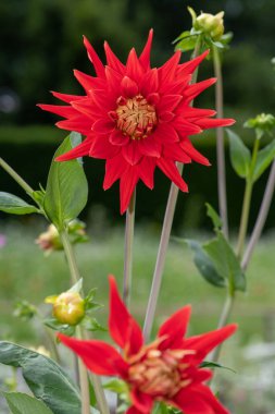 Çiçek açmış kırmızı bir yıldız çiçeğine yaklaş.