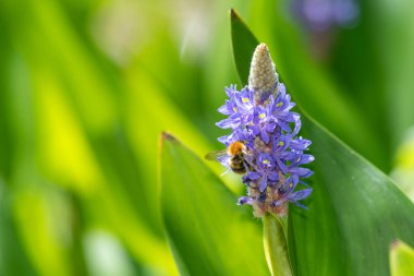 Bir toplayıcı otun üzerindeki çiçekleri dölleyen bir arıyı kapat (pontederia cordata)