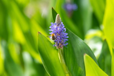 Bir toplayıcı otun üzerindeki çiçekleri dölleyen bir arıyı kapat (pontederia cordata)