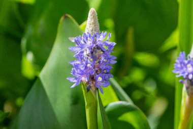 Bir toplayıcı otunun (pontederia cordata) çiçeklerini kapat