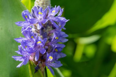 Bir toplayıcı otunun (pontederia cordata) çiçeklerini kapat
