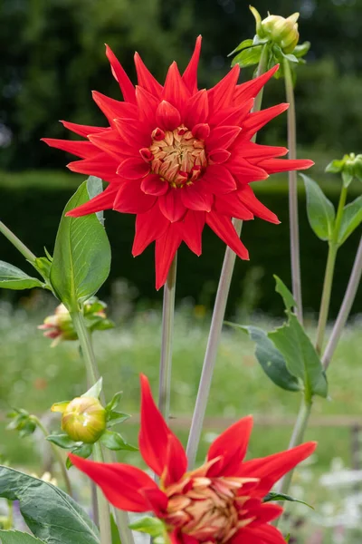 Gros Plan Une Fleur Dahlia Rouge Fleur — Photo