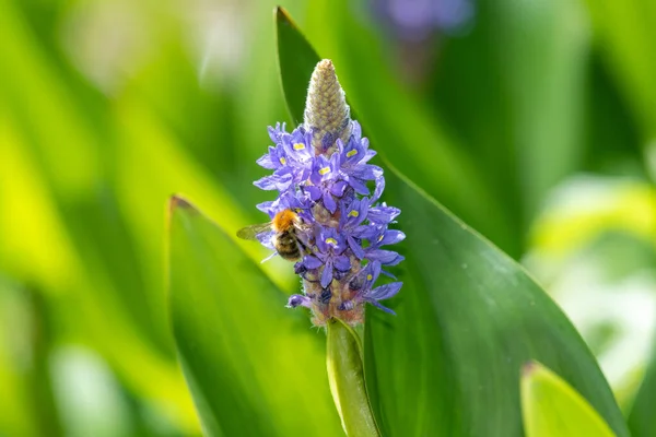 关闭蜜蜂的授粉花在小鱼杂草 浮游草 植物上 — 图库照片