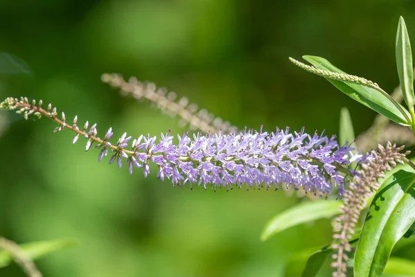 Zblízka Květů Vrbovém Listě Rostliny Hebe Veronica Salicifolia — Stock fotografie