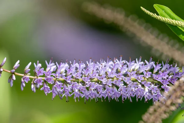 Zblízka Květů Vrbovém Listě Rostliny Hebe Veronica Salicifolia — Stock fotografie