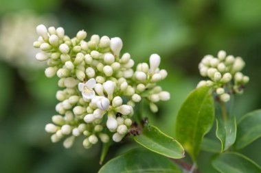 Yabani bir mahzendeki çiçekleri kapat (ligustrum vulgare)