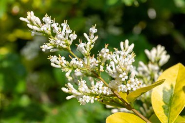 Bir bahçe mahzenindeki çiçekleri kapat (ligustrum ovalifolium) bitkisi