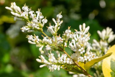 Bir bahçe mahzenindeki çiçekleri kapat (ligustrum ovalifolium) bitkisi