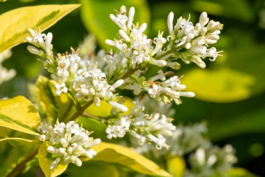 Bir bahçe mahzenindeki çiçekleri kapat (ligustrum ovalifolium) bitkisi