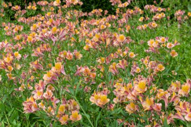 Çiçek açmış Peru zambaklarına yaklaş