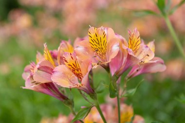Çiçek açmış Peru zambaklarına yaklaş