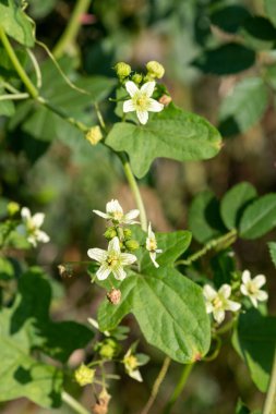 Beyaz bryonyalara (bryonia albası) çiçek açarken yaklaş