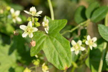 Beyaz bryonyalara (bryonia albası) çiçek açarken yaklaş