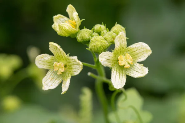 Beyaz bryonyalara (bryonia albası) çiçek açarken yaklaş