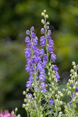 Çiçek açan keşişlerin kaputunu kapat (aconitum napellus)