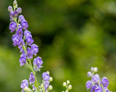 Çiçek açan keşişlerin kaputunu kapat (aconitum napellus)