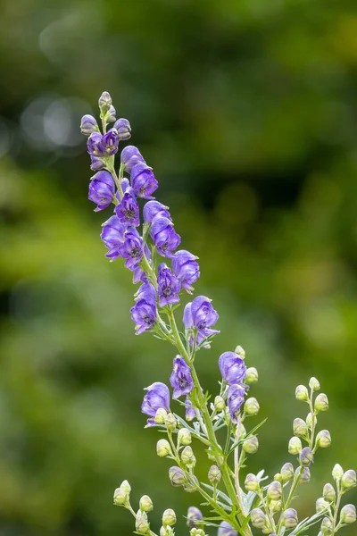 Zblízka Mniši Kapuce Aconitum Napellus Květiny Květu — Stock fotografie