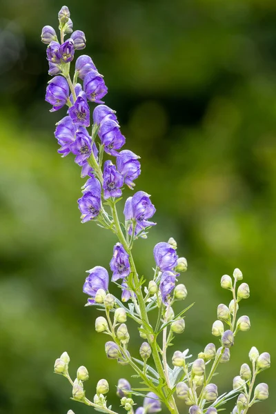 Close Monks Hood Aconitum Napellus Flowers Bloom — 图库照片