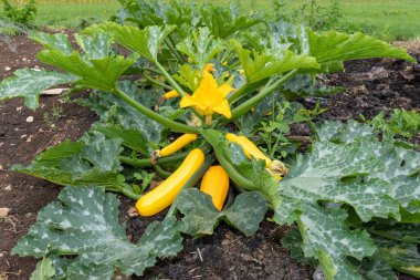 Bir kabağın üzerindeki çiçeğe yaklaş (cucurbita pepo)