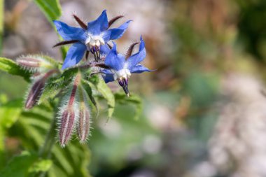 Çiçeklerin açtığı Borago Officinalis 'i kapatın.