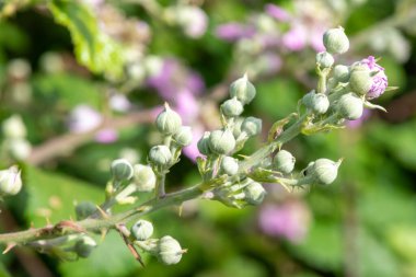 Ortak bir çalıdaki tomurcukları kapat (rubus fruticosus) bitkisi