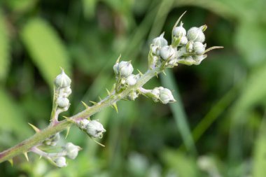 Ortak bir çalıdaki tomurcukları kapat (rubus fruticosus) bitkisi